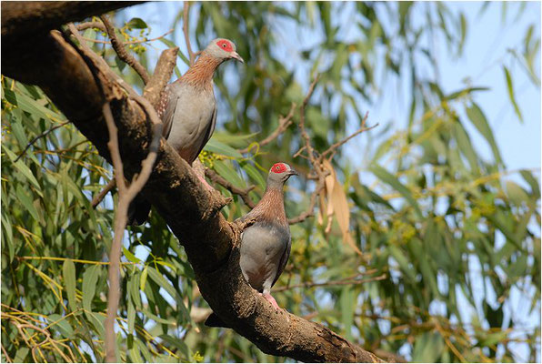 GUINEATAUBE, SPECKLED PIGEON, COLUMBA GUINEA