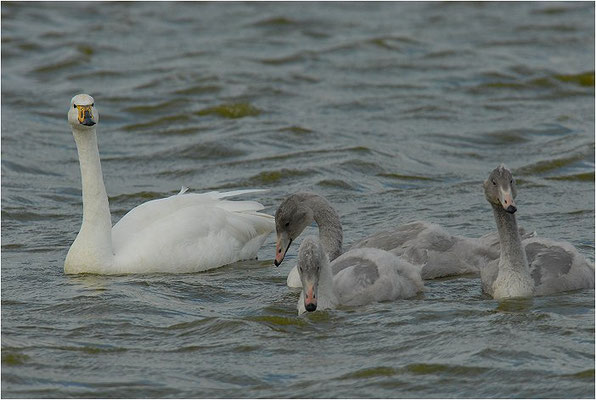 SINGSCHWAN, WHOOPER SWAN, CYGNUS CYGNUS