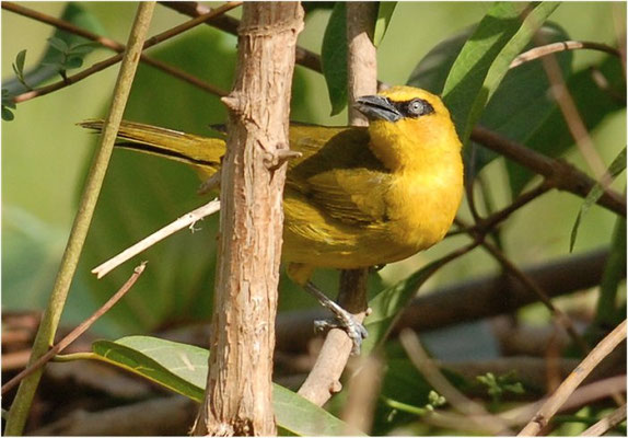 KURZFLÜGELWEBER, BLACK-NECKED WEAVER, PLOCEUS NIGRICOLLIS
