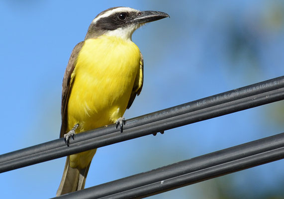 STARKSCHNABEL-MASKENTYRANN, BOAT-BILLED FLYCATCHER, MEGARHYNCHUS PITANGUA