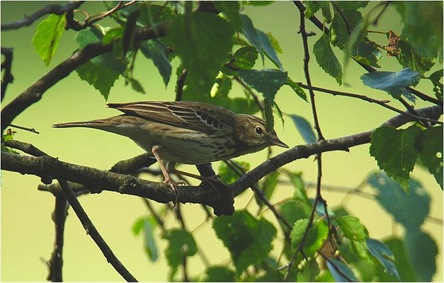 BAUMPIEPER, TREE PIPIT, ANTHUS TRIVIALIS