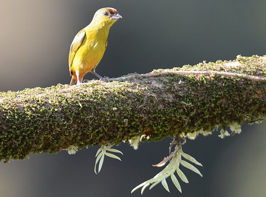 OLIVRÜCKENORGANIST, OLIVE-BACKED EUPHONIA, EUPHONIA GOULDI