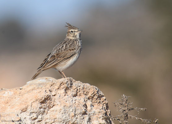 THEKLALERCHE, THEKLA LARK, GALERIDA THEKLAE