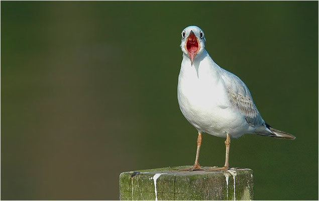 LACHMÖWE, BLACK-HEADED GULL, CHROICOCEPHALUS RIDIBUNDUS