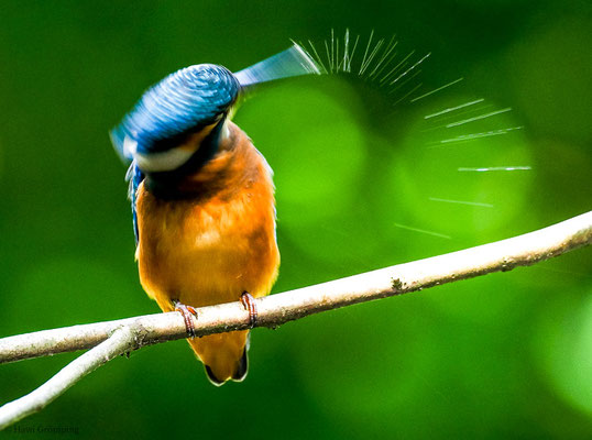 EISVOGEL, COMMON KINGFISHER, ALCEDO ATTHIS
