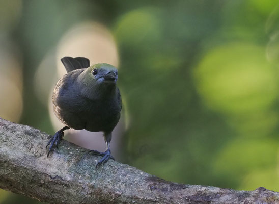 PALMENTANGARE, PALM TANAGER, THRAUPIS PALMARUM