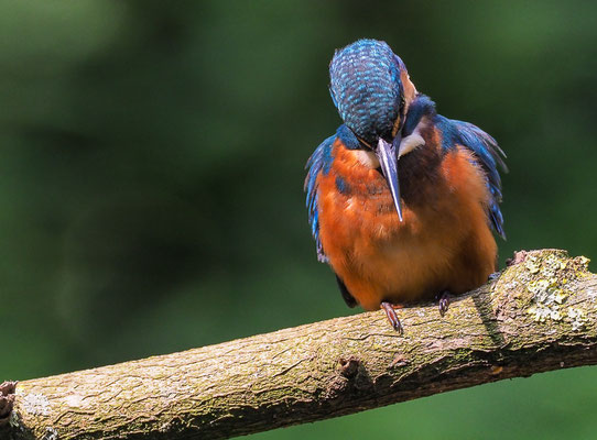 EISVOGEL, COMMON KINGFISHER, ALCEDO ATTHIS