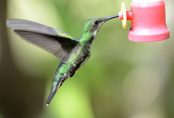 GRÜNKEHLMANGO, GREEN-BREASTED MANGO,  ANTHRACOTHORAX PREVOSTII 