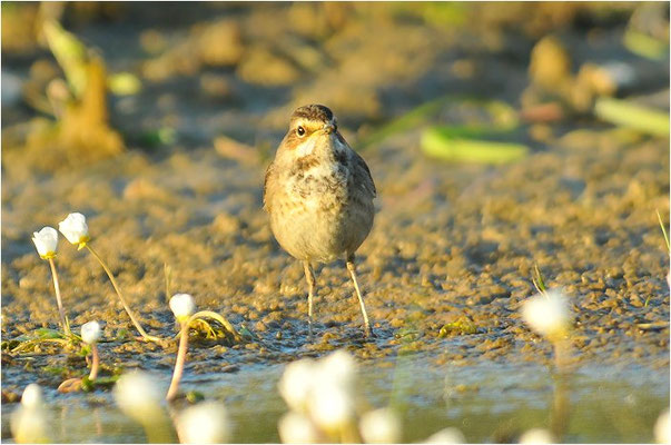 BLAUKEHLCHEN, BLUETHROAT, LUSCINIA SVECICA