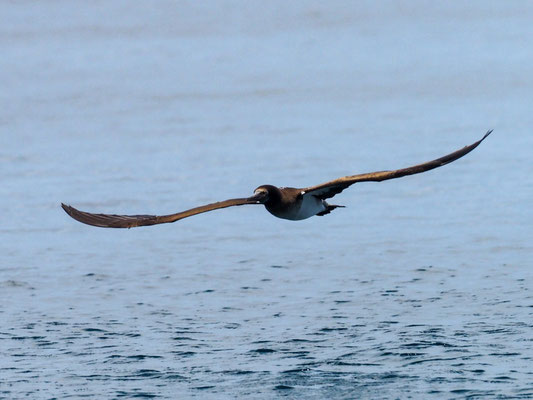 WEISSBAUCHTÖLPEL, BROWN BOOBY - SULA LEUCOGASTER