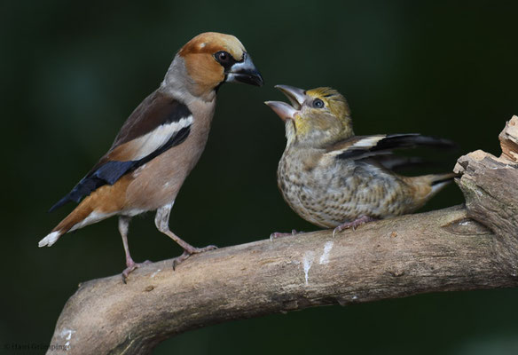 KERNBEISSER, HAWFINCH, COCCOTHRAUSTES  COCCOTHRAUSTES