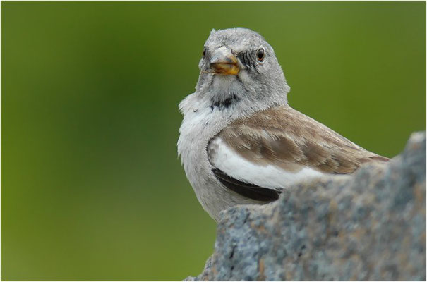 SCHNEESPERLING, SNOWFINCH, MONTIFRINGILLA NIVALIS