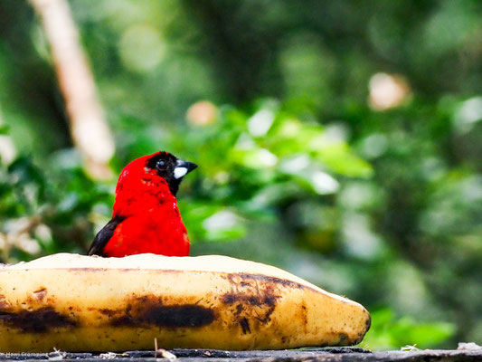 maskentangare, Masked crimson tanager - ramphocelus nigrogularis