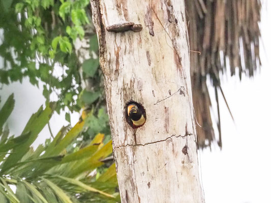 Braunohrarassari, Chestnut-eared Aracari - Pteroglossus castanotis