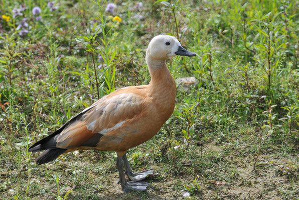 ROSTGANS, RUDDY SHELDUCK, TADORNA FERRUGINEA