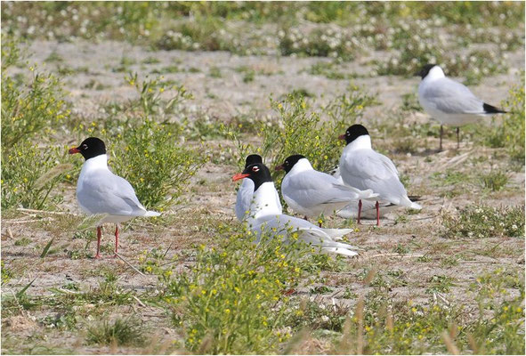 SCHWARZKOPFMÖWE, MEDITERRANEAN GULL, LARUS MELANOCEPHALUS