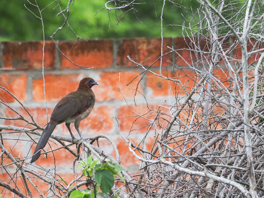 ROTKOPFGUAN, RUFOUS-HEADED CHACHALACA - ORTALIS ERYTHROPTERA