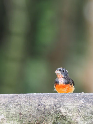 Purpurhaubenfink, crimson-breasted finch - Rhodospingus cruentes