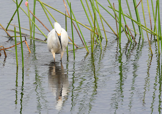 SCHMUCKREIHER, SNOWY EGRET, EGRETTA THULA