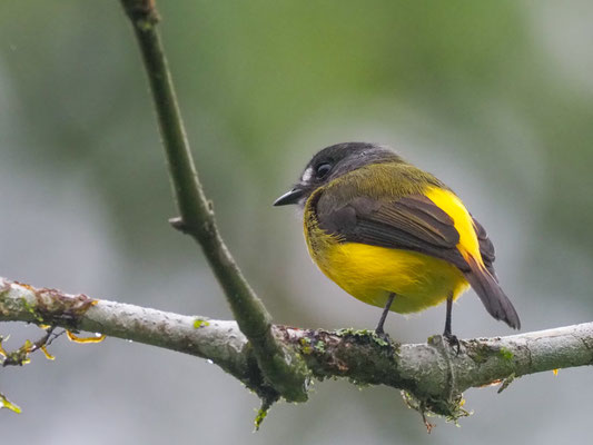 SCHMUCKTYRANN, ORNATE FLYCATCHER - MYIOTRICCUS ORNATUS