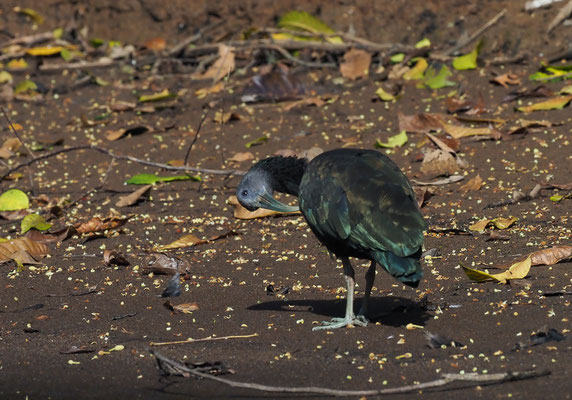 GRÜNIBIS, GREEN IBIS, MESEMBRINIBIS CAYENNENSIS