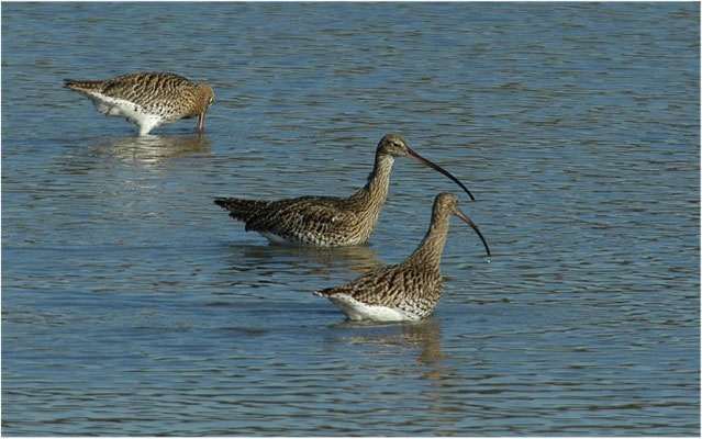 BRACHVOGEL, EURASIAN CURLEW, NUMENIUS ARQUATA