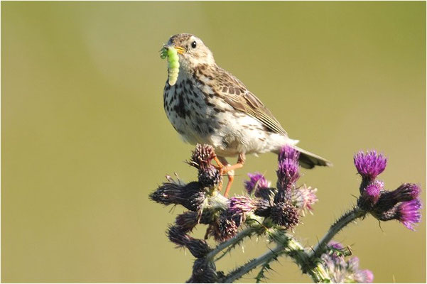 WIESENPIEPER, MEADOW PIPIT, ANTHUS PRATENSIS