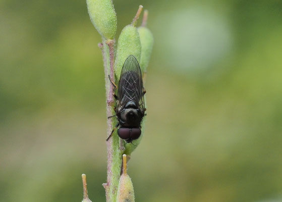 PILZ-ERZSCHWEBFLIEGE, CHEILOSIA SCUTELLATA