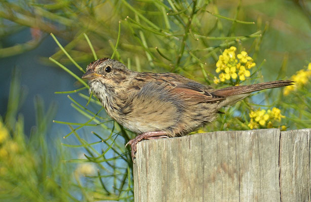 LINCOLNAMMER, LINCOLN´S SPARROW, MELOSPIZA LINCOLNII