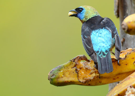 PUPURMASKENTANGARE, GOLDEN-HOODED TANAGER, TANGARA LARVATA