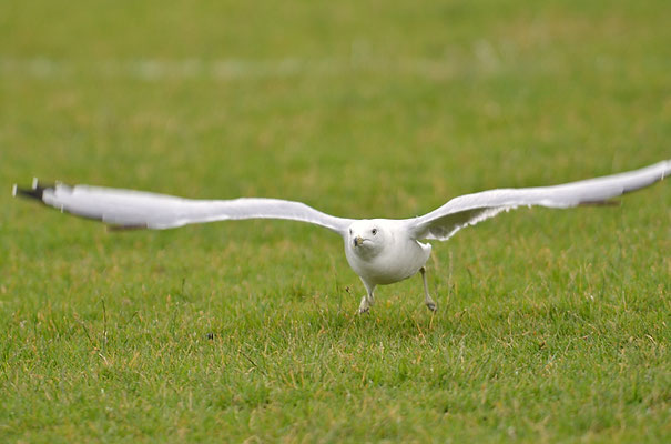 RINGSCHNABELMÖWE, RING-BILLED GULL, LARUS DELAWARENSIS