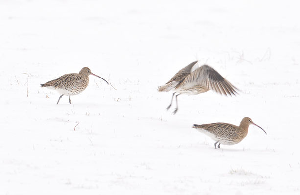 BRACHVOGEL, CURLEW, NUMENIUS ARQUATA