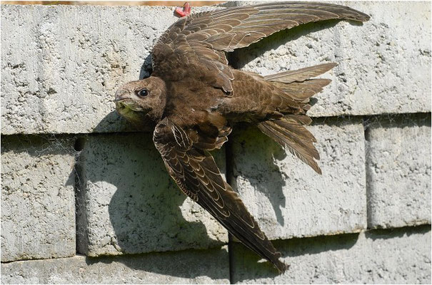MAUERSEGLER, SWIFT, APUS APUS