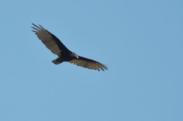 TRUTHAHNGEIER, TURKEY VULTURE, CATHARTES AURA