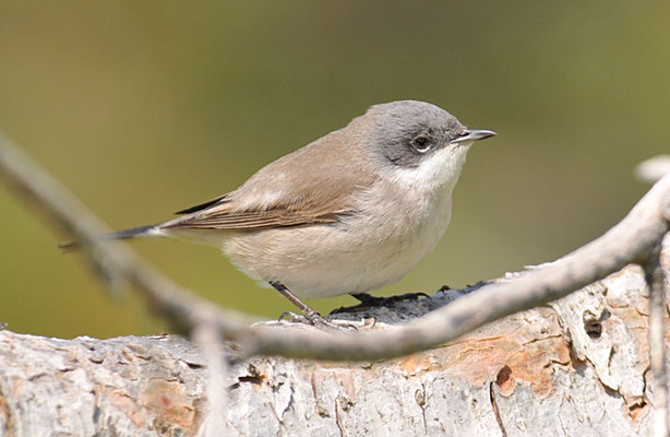 KLAPPERGRASMÜCKE, LESSER WHITETHROAT, SYLVIA CURRUCA