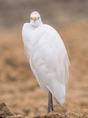 Kuhreiher, Cattle egret - Bubulcus ibis