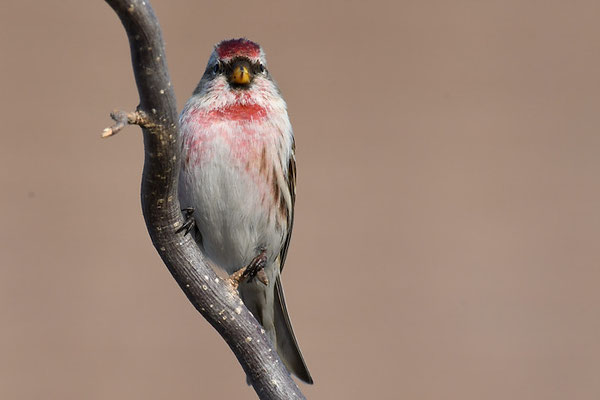 TAIGABIRKENZEISIG, COMMON REDPOLL, ACANTHIS FLAMMEA