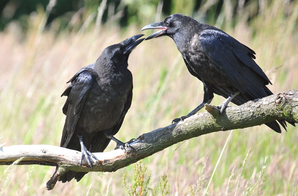 KOLKRABE, RAVEN, CORVUS CORAX