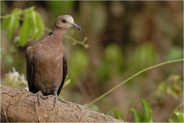 HALBMONDTAUBE, RED-EYED DOVE, STREPTOPELIA SEMITORQUATA
