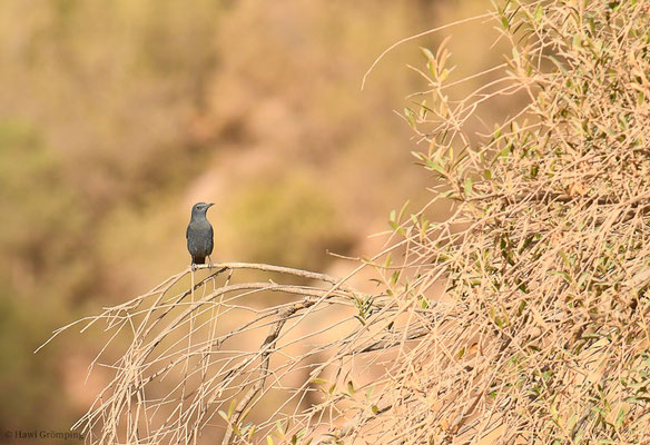 BLAUMERLE, BLUE ROCK TRUSH, MONTICOLA SOLITARIUS