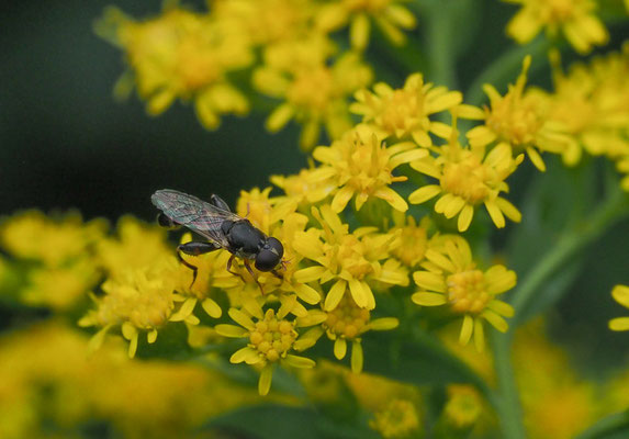 Gemeine Keulenschwebfliege, Syritta pipiens