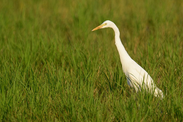 MITTLERER REIHER, INTERMEDIATE EGRET, MESOPHOYX INTERMEDIA