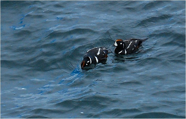 KRAGENENTE, HARLEQUIN DUCK, HISTRIONICUS HISTRIONICUS
