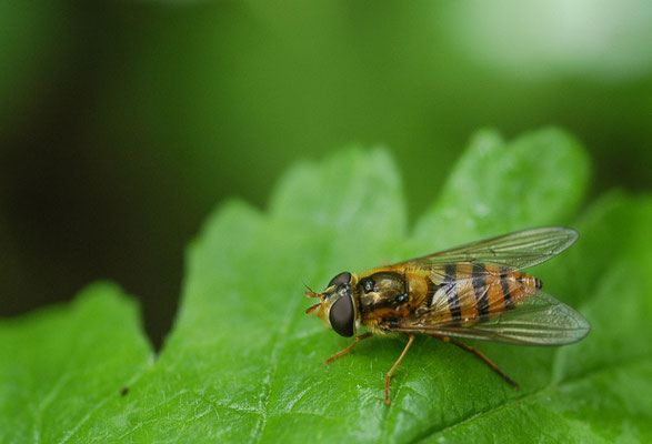 GELBHAARIGE WIESENSCHWEBFLIEGE, EPISTROPHE MELANOSTOMA