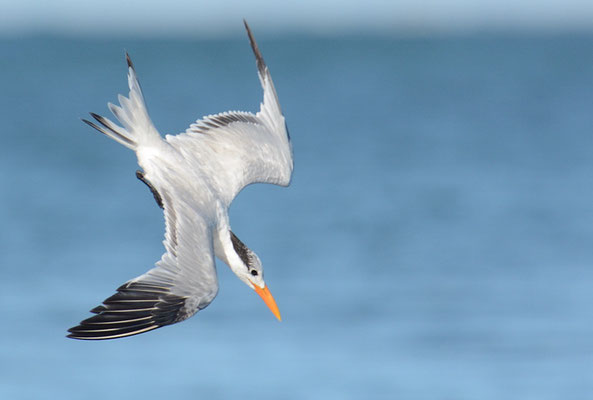 KÖNIGSSEESCHWALBE, ROYAL TERN, THALASSEUS MAXIMUS
