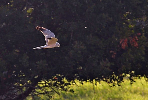 STEPPENWEIHE, PALLID HARRIER, CIRCUS MACROURUS