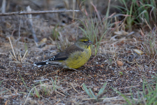 HOTTENTOTTENGIRLITZ, CAPE SISKIN, CRITHAGRA TOTTA