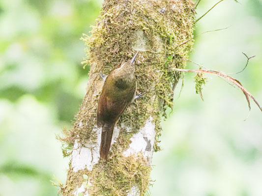 Sternflecken-Baumsteiger, Spotted Woodcreeper - Xiphorhynchus erythropygius