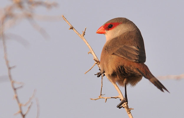 WELLENASTRILD, COMMON WAXBILL, ESTRILDA ASTRILD