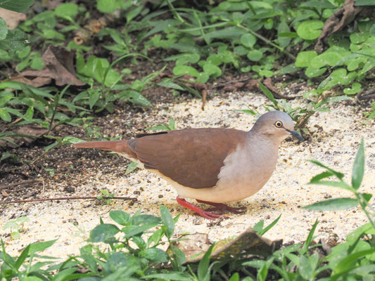 Fahltaube, Pallid Dove - Leptotila pallida